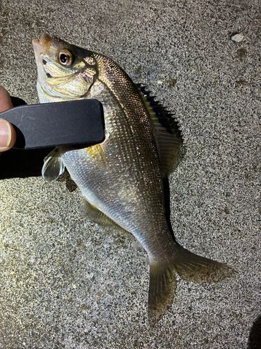 ウミタナゴの釣果