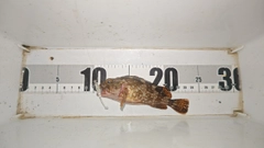 ガシラの釣果