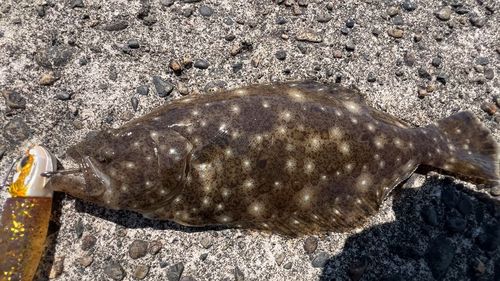 ヒラメの釣果