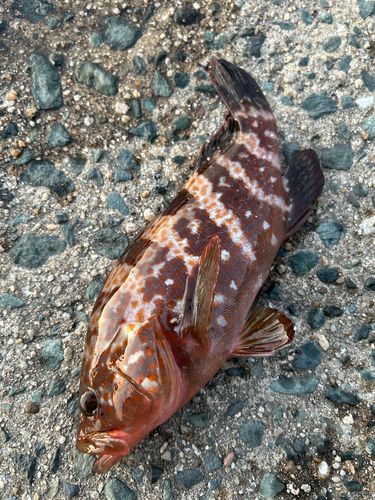 アコウの釣果