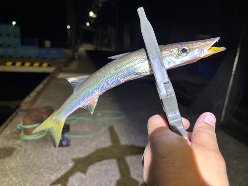 カマスの釣果