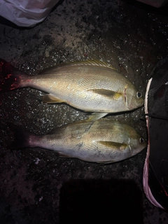 イサキの釣果