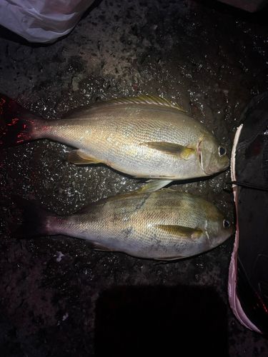 イサキの釣果