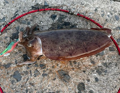 モンゴウイカの釣果