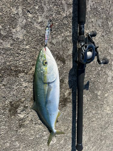 イナダの釣果