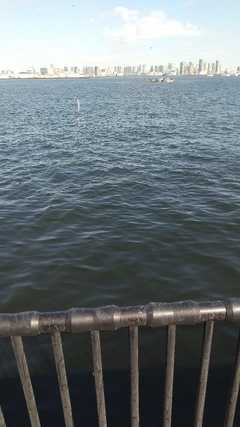 カタクチイワシの釣果