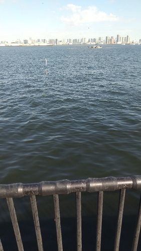 カタクチイワシの釣果