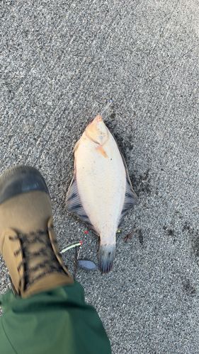 クロガシラガレイの釣果