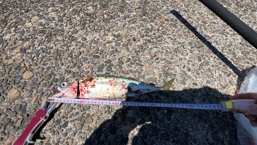 サバの釣果