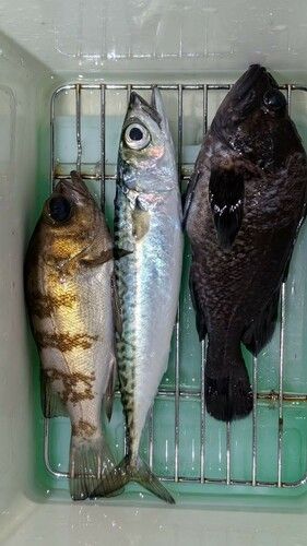 メバルの釣果