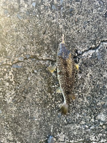 コモンフグの釣果