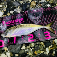 マアジの釣果