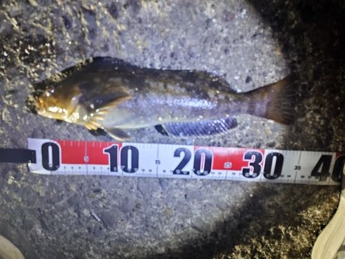 アイナメの釣果