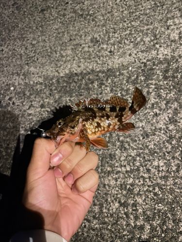 カサゴの釣果