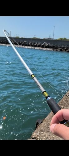 ナルトビエイの釣果