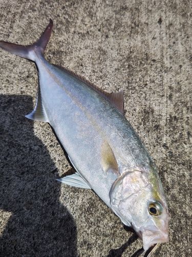 カンパチの釣果