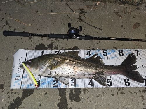 シーバスの釣果