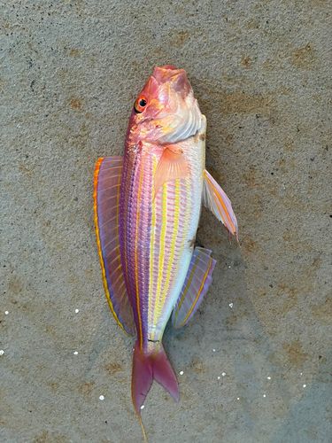 イトヨリダイの釣果