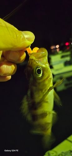 シロメバルの釣果