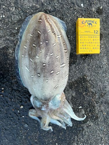 コウイカの釣果