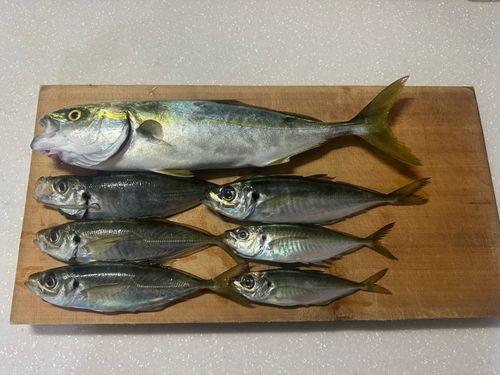 ワカシの釣果