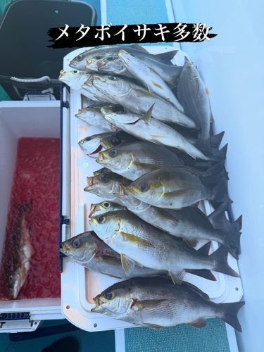 イサキの釣果
