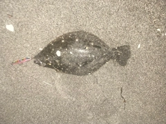 ソゲの釣果