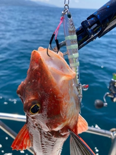 ホウボウの釣果