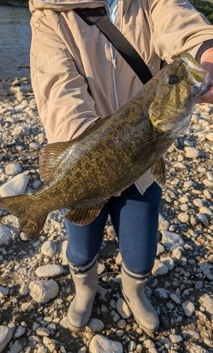 スモールマウスバスの釣果
