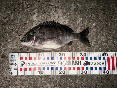 チヌの釣果
