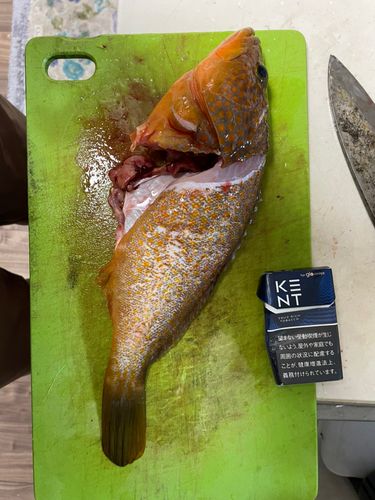 アコウの釣果