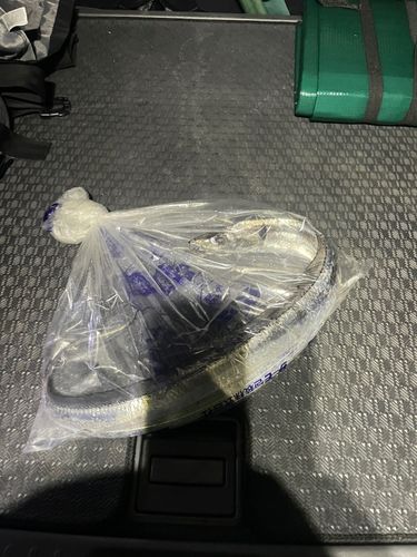 タチウオの釣果