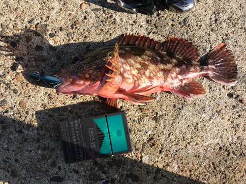 カサゴの釣果