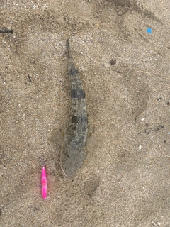 マゴチの釣果