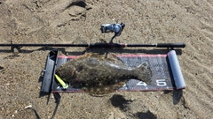 ヒラメの釣果