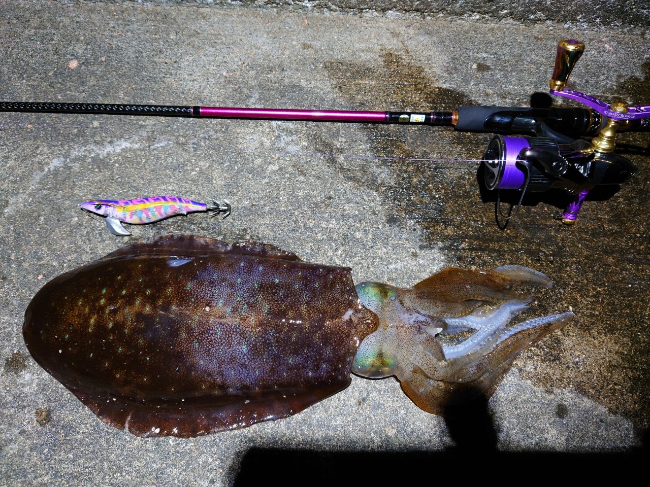 アオリイカの釣果写真
