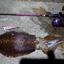 アオリイカの釣果写真