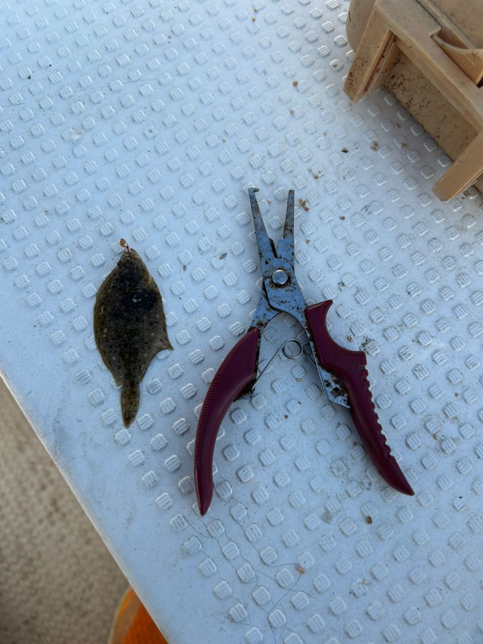 キスの釣果写真