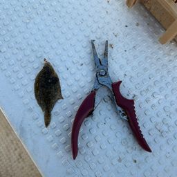 キスの釣果写真
