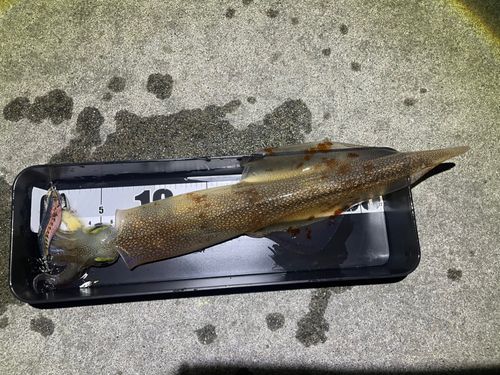 ヤリイカの釣果