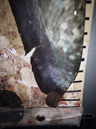 ナマズの釣果