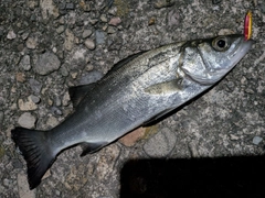 セイゴ（マルスズキ）の釣果
