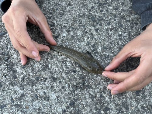 ネズミゴチの釣果