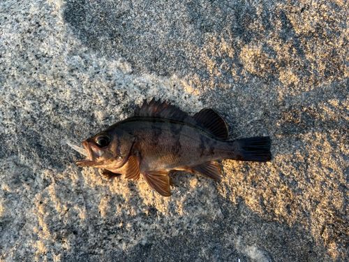 メバルの釣果