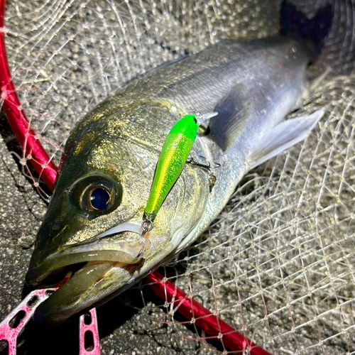 フッコ（マルスズキ）の釣果