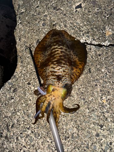 アオリイカの釣果