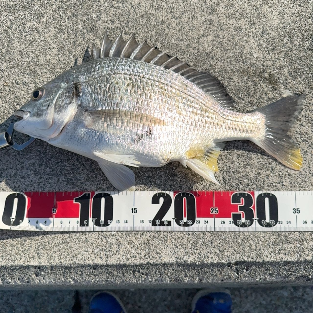 SHIMANO 21スフェロス SW 5000HGの最安値・インプレ・釣果 | 本音の