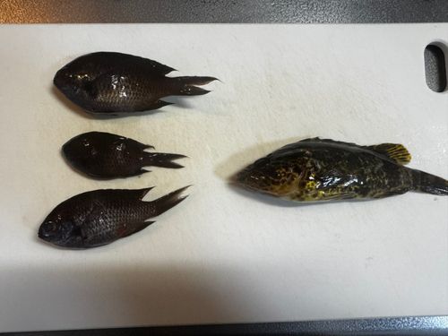 タケノコメバルの釣果