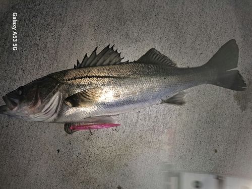 スズキの釣果