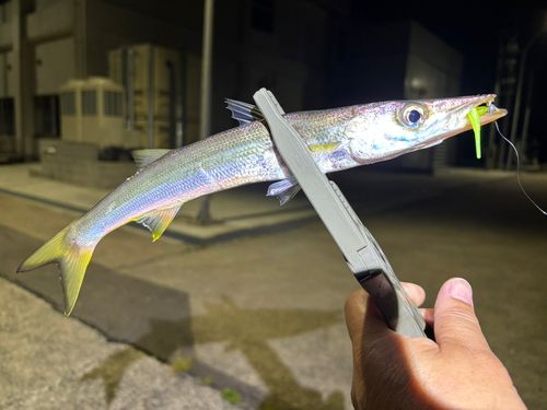 カマスの釣果